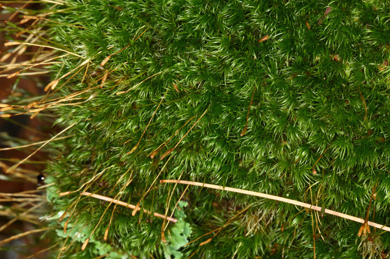 Dicranum flagellare